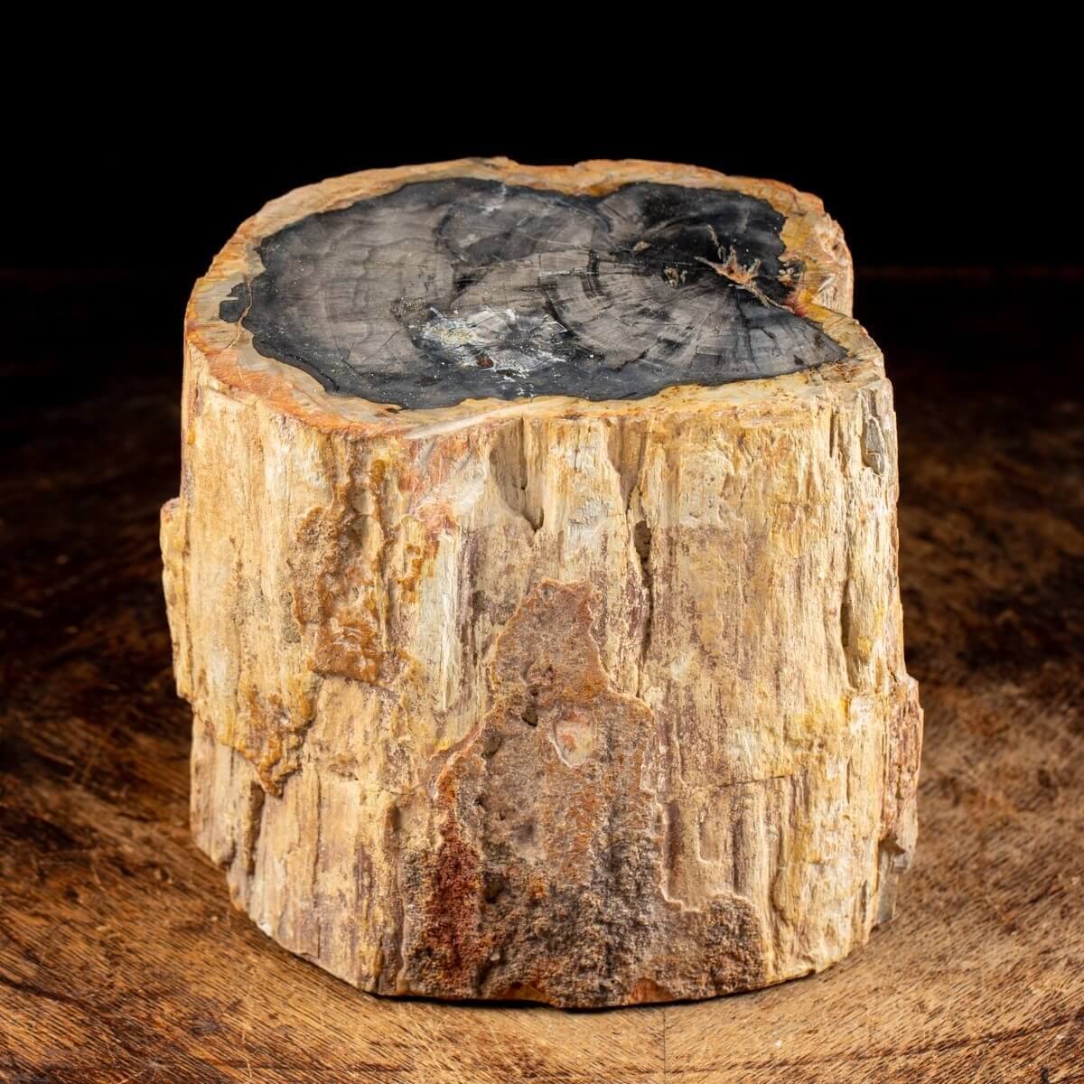 Tronc de bois fossile - Araucaria pétrifié. - LLM-03